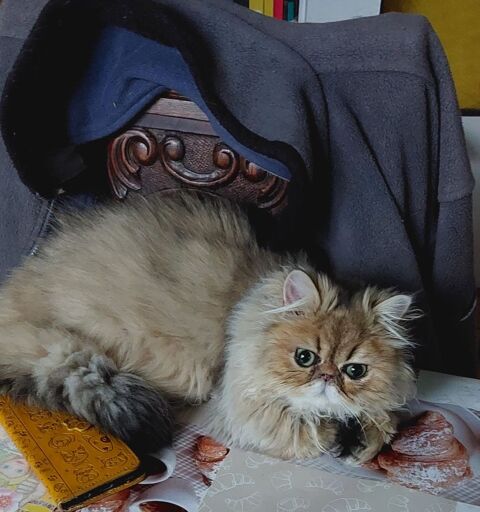 Magnifique chaton Persan 800 95500 Le thillay