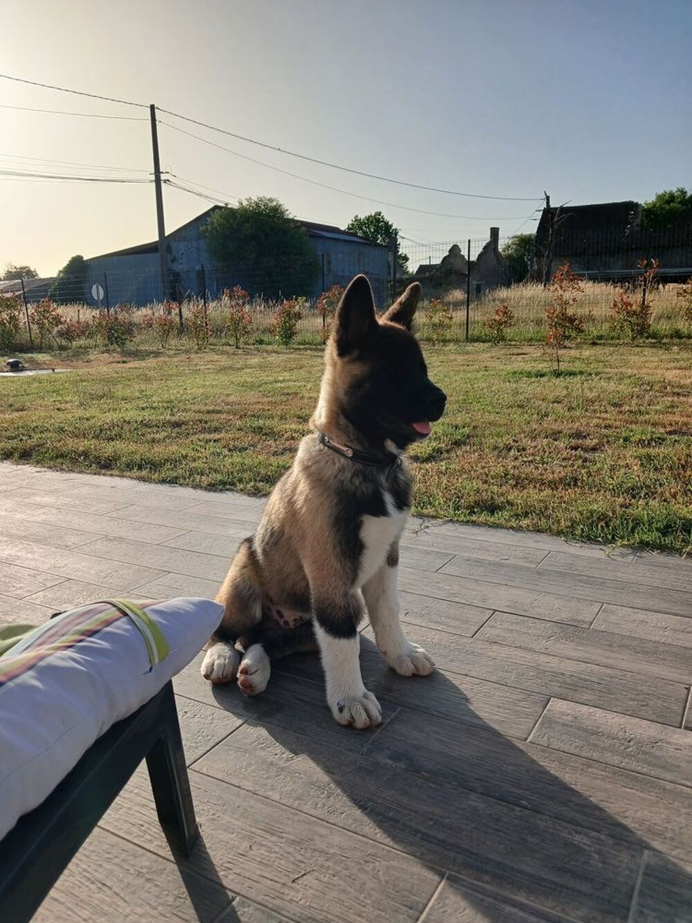   chiot akita americain 