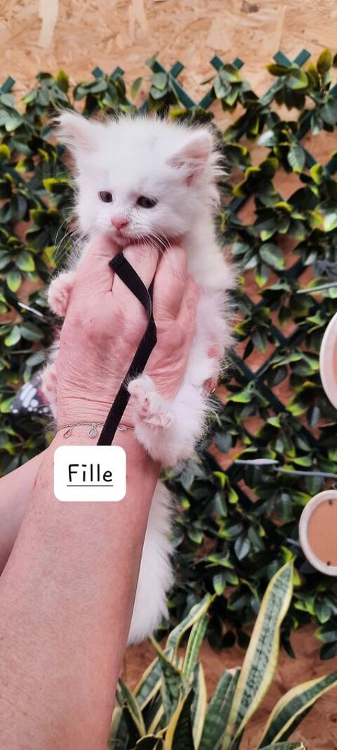 A r&eacute;serv&eacute; chatons Maine coon  850 08310 Saint-pierre-�-arnes