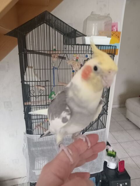 Calopsitte EAM m&acirc;le 200 37380 Reugny