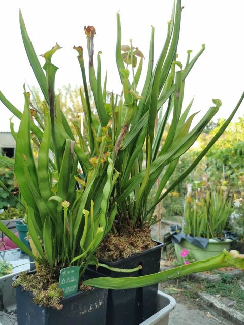 Plant carnivore 0 Valence-d'Albigeois (81)