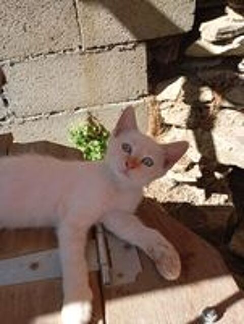   Chaton à adopter 