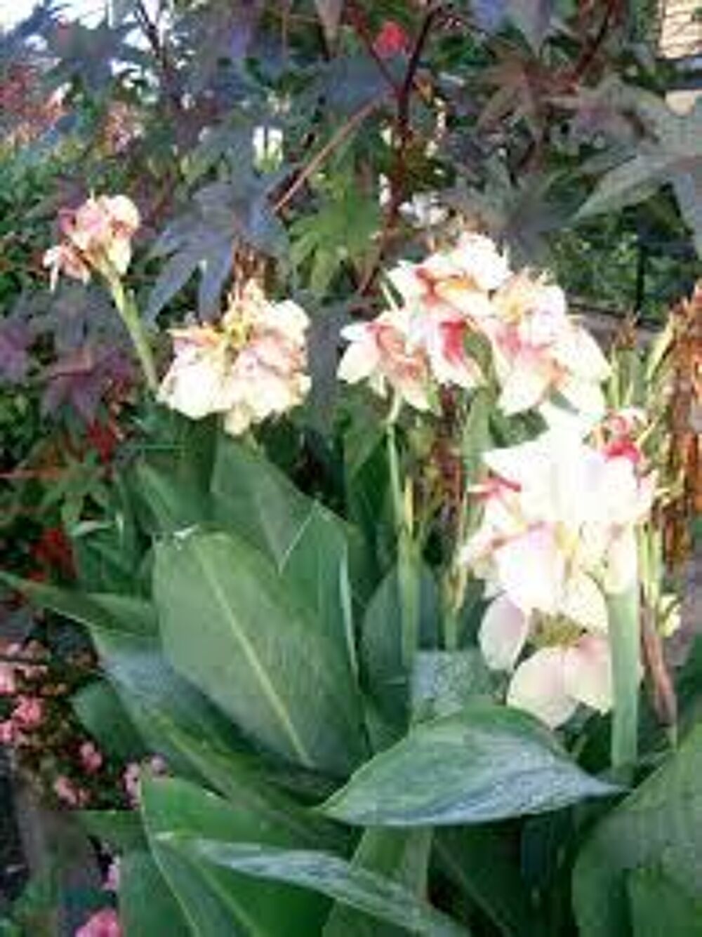 3 bulbes de canna blanc Jardin