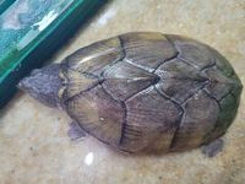   Tortue aquatique carénée 