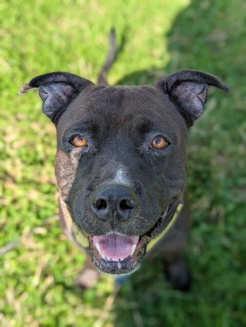 Paty, douce créole en Normandie 150 51200 pernay