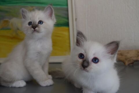 Magnifiques chatons Sacre de Birmanie LOOF 950 22000 Saint-brieuc