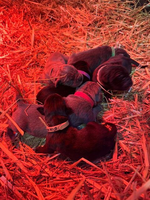 &Agrave; r&eacute;server chiot can&eacute; corso 1000 56330 Camors