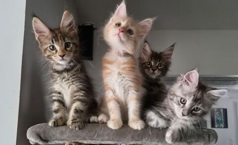Chatons Maine Coon LOOF 1450 26300 Bourg-de-péage