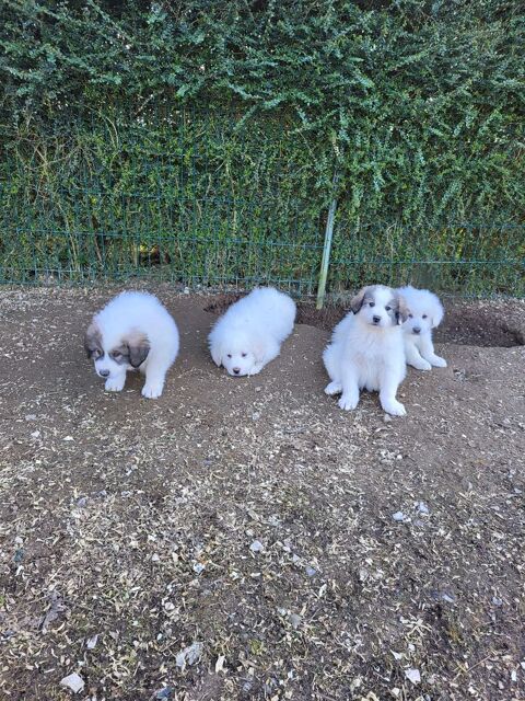Chiots montagne des Pyr&eacute;n&eacute;es  500 02540 Viels-maisons
