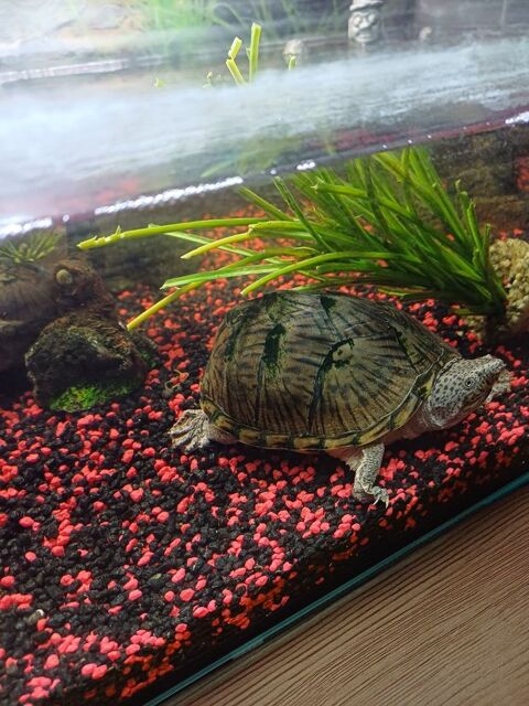Aquarium complet + tortue 110 49300 Cholet
