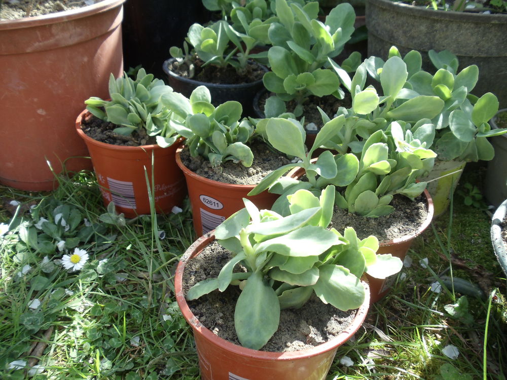 Sedums ou orpin Jardin