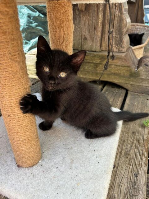 Chaton croises de siamoi 0 01170 Cessy