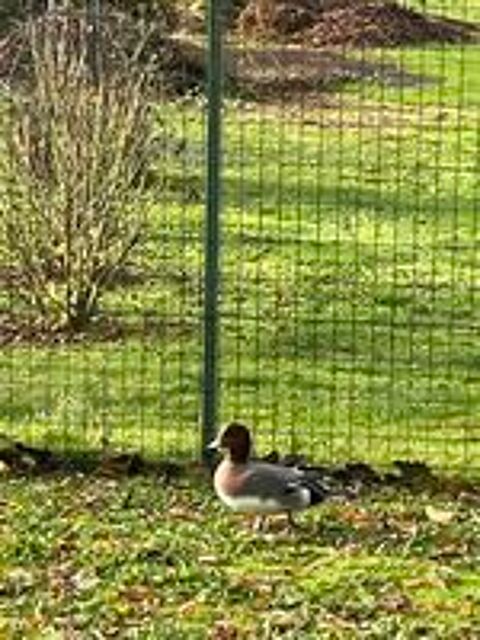   Canards d ornement  
