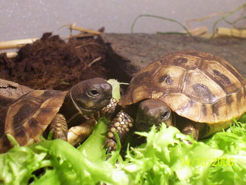2 Tortues de terre de 2025 120 24470 Saint-pardoux-la-rivire