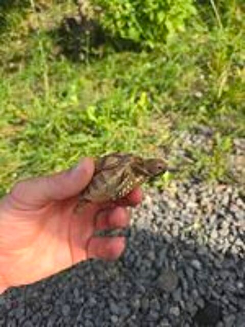   Tortue sulcata 