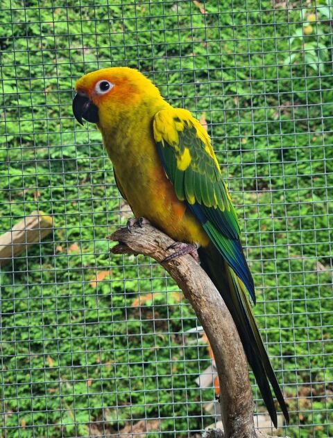 Conure Soleil &agrave; Caudrot 33 250 33490 Caudrot