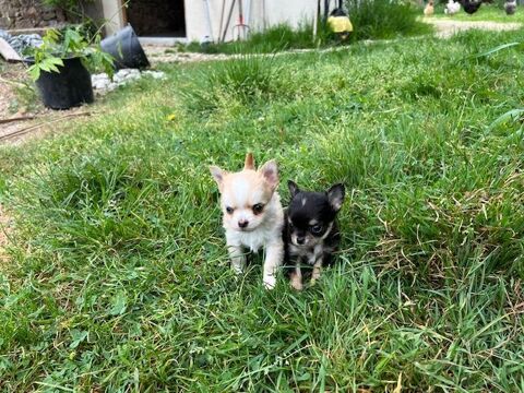  MALES CHIHUAHUA POIL LONG 800 24300 Teyjat
