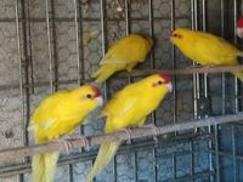   Kakariki 