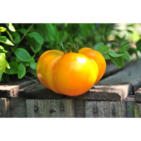 plants de tomates 2 Les Mages (30)