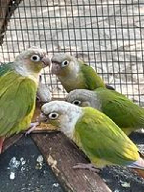   Adorable conure apprivoisée  