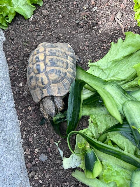Tortue 120 76000 Rouen