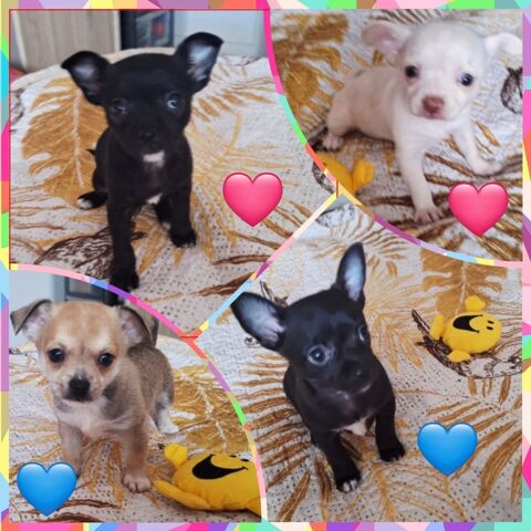 Beaux Chihuahuas &agrave; placer 900 94200 Ivry-sur-seine
