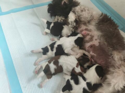 CHIOT SHIH TZU ELEVAGE FAMILIALE 800 22160 La chapelle-neuve