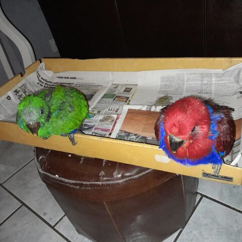 Perroquet Eclectus EAM 600 10000 Troyes