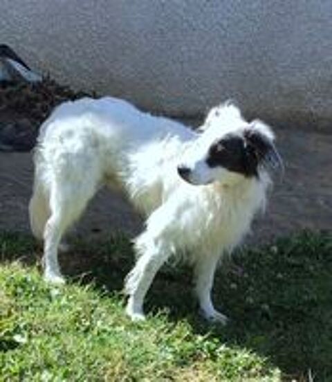   Accouplement chien 