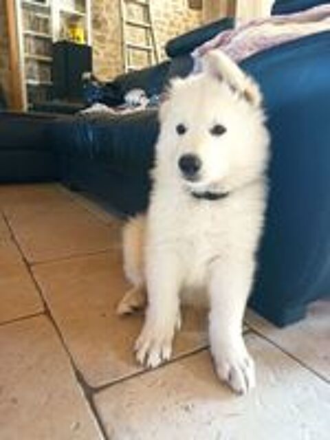   Chots Berger blanc suisse LOF  