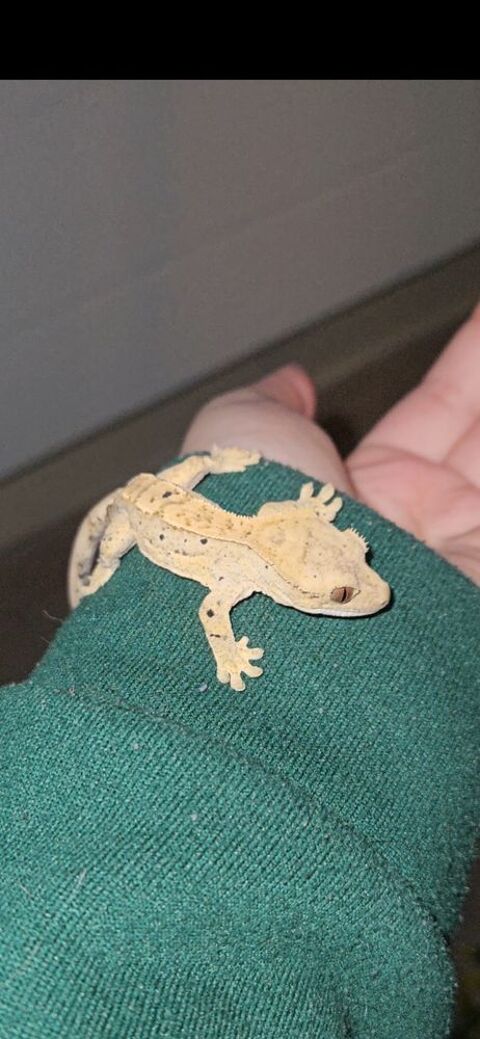 Gecko à crête  50 95150 Taverny