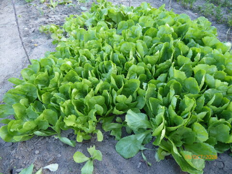 Plants de salade   Scarole   0.2 Selles-sur-Cher (41)