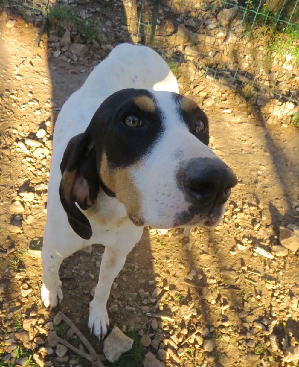   Pépite, 2 ans, est à l'adoption! 