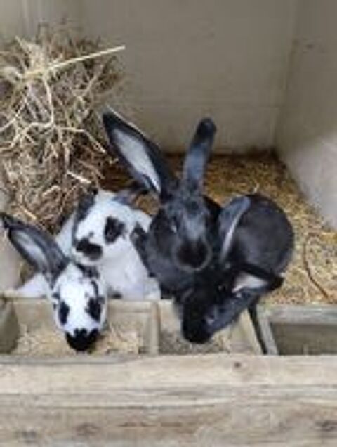   Lapins race papillon  