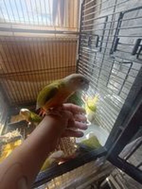   Conures  
