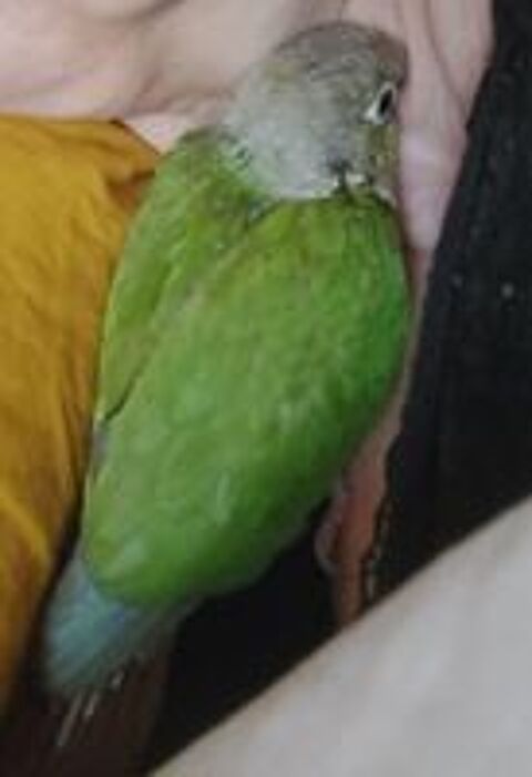   Jeune couple de conures sexage fait.
