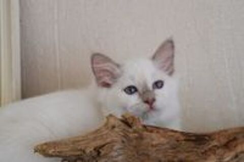   Magnifiques chatons Sacre de Birmanie LOOF 