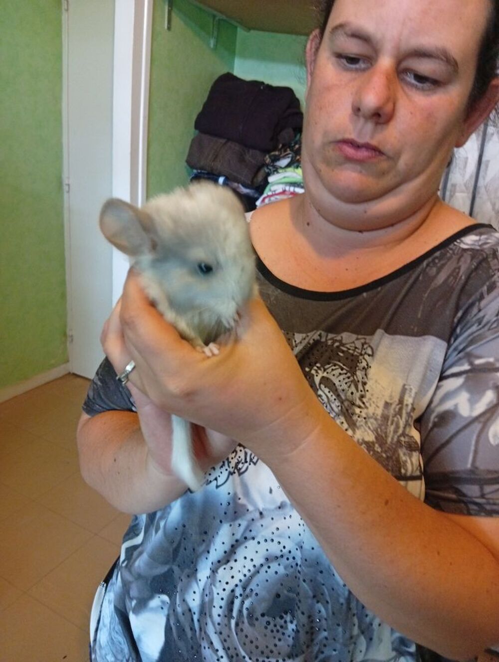   Bb chinchillas femelle à réserver 15 juillet. 