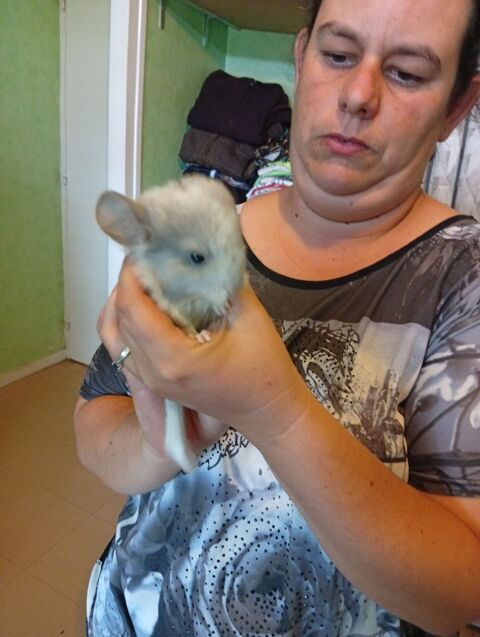 Bb chinchillas femelle &agrave; r&eacute;server 15 juillet. 70 41230 Vernou-en-sologne