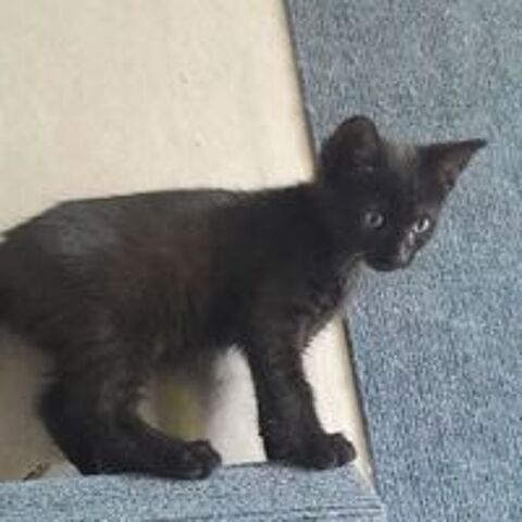   Onyx, 4 mois,cherche de bons adoptants  