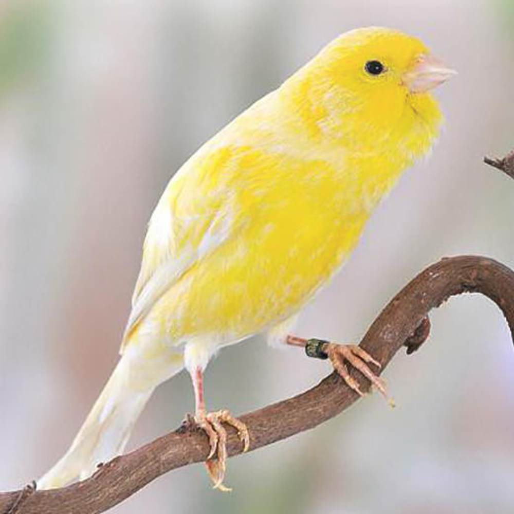   canaris de chant HARZ 