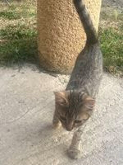   Je donne chaton femelle de 3 mois 