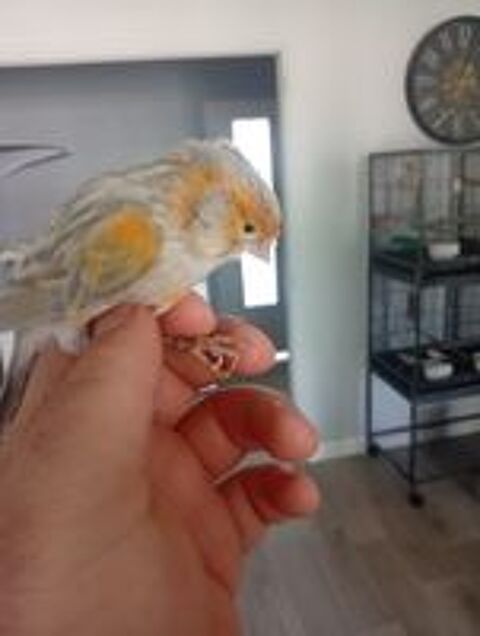   Canari  