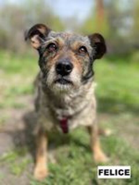   FELICE SE TROUVE DANS UN REFUGE EN UKRAINE 