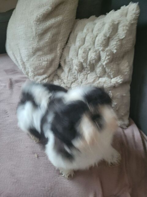 Bb shih tzu LOF au grau d' agde 0% consanguinit&eacute; 1350 34300 Le grau d'agde