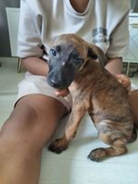   Rosa, 2 mois, cherche un bon foyer  