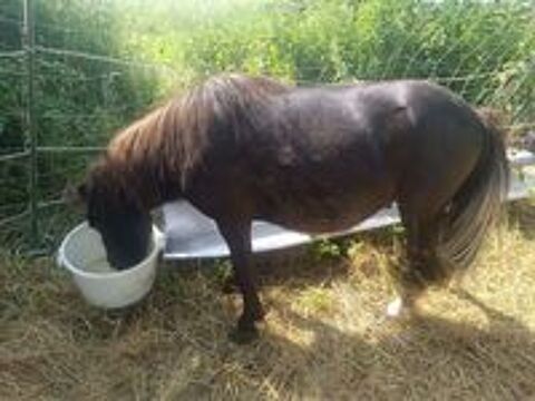   Jeune poney type Shetland 
