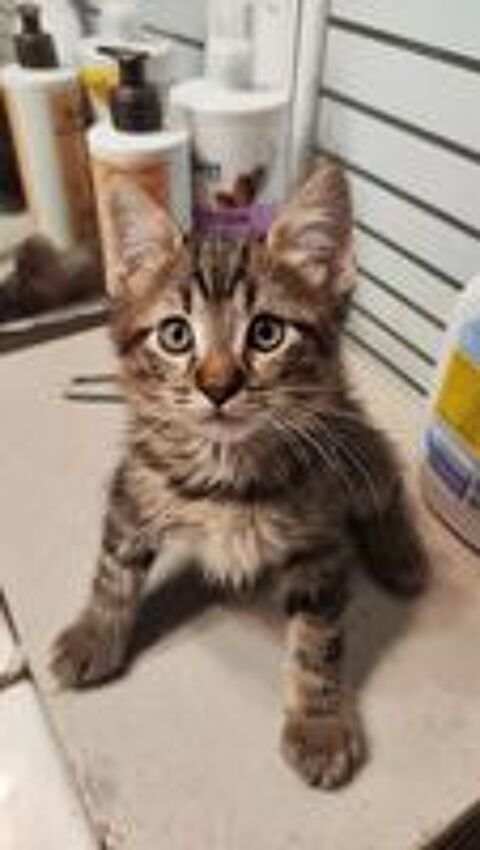   Chatons Maine Coon croisés  