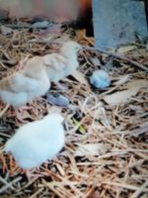   poussins 