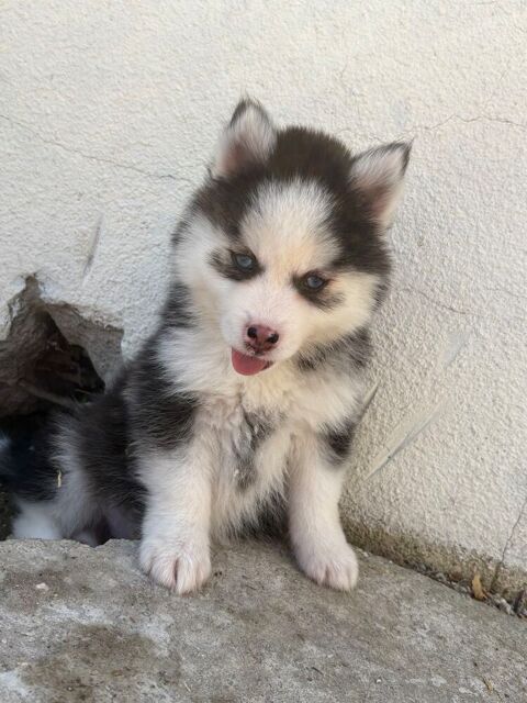 Pomsky 1600 76440 Roncherolles-en-bray